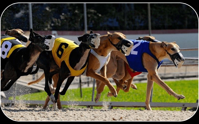 11xplay dog racing